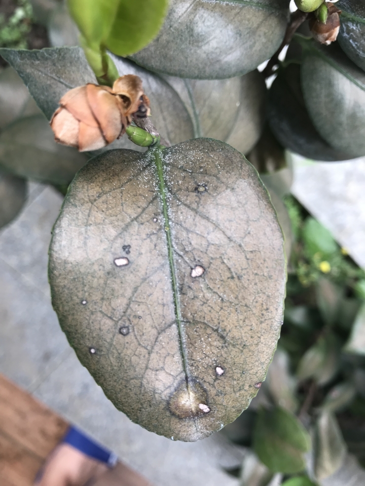 請看看我的桂花與茶花怎麼了？