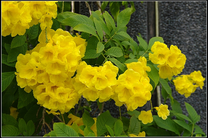 黃鐘花