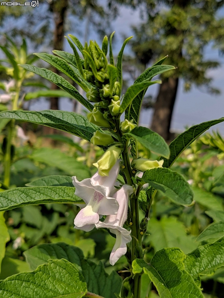 胡麻+玉米 台南市西港區佳里區七股區鄉道 10/26