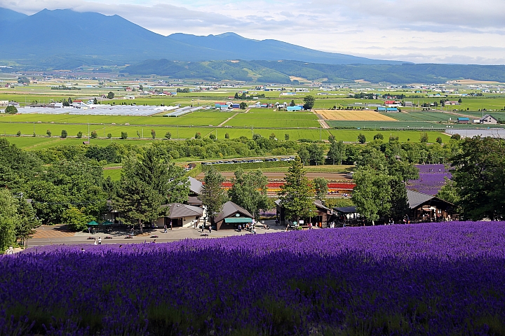 [6D+Osmo Pocket] 夏日北海道自由行Part 3--富良野 田園咖哩飯/富田農場/哈密瓜工房/KUMAGERA