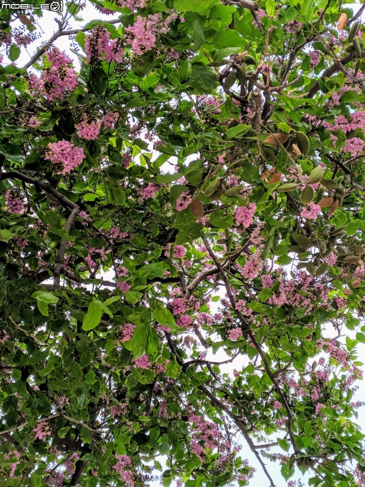 直幹相思樹+紅花夾竹桃 台南市安平區府平公園 10/06