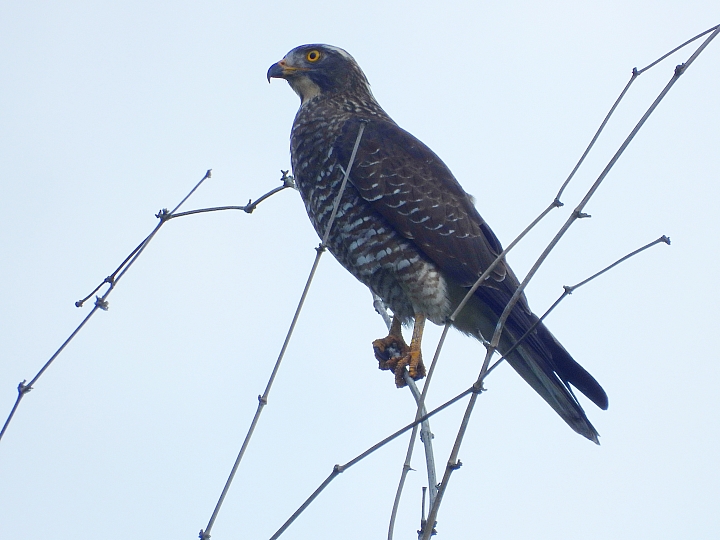 點我看大圖 Z7國慶鳥灰面鷲10月9日開始大量過境滿洲鄉里德村