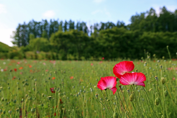 [6D+Osmo Pocket] 夏日北海道自由行Part 3--富良野 田園咖哩飯/富田農場/哈密瓜工房/KUMAGERA