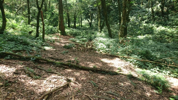 [樂山童盟] [新北烏來] 拔刀爾山步道（保慶宮-拔刀爾山-高腰山-美鹿山)