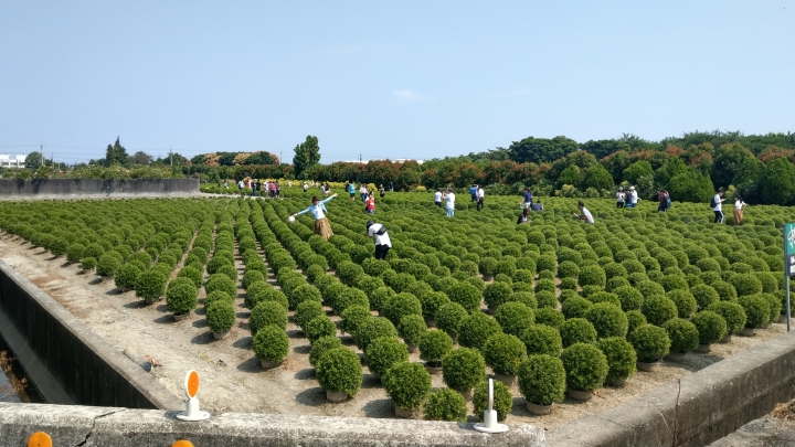 看波波草不用去日本囉~