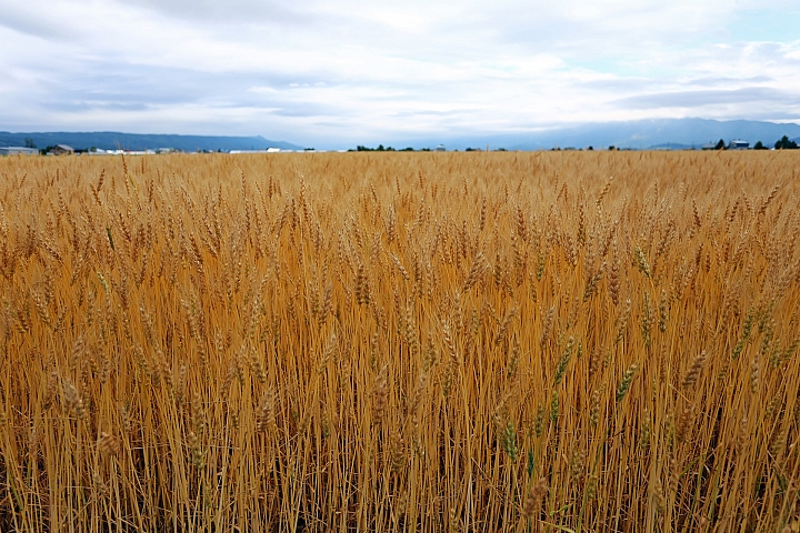 [6D+Osmo Pocket] 夏日北海道自由行Part 3--富良野 田園咖哩飯/富田農場/哈密瓜工房/KUMAGERA