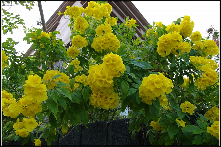 黃鐘花