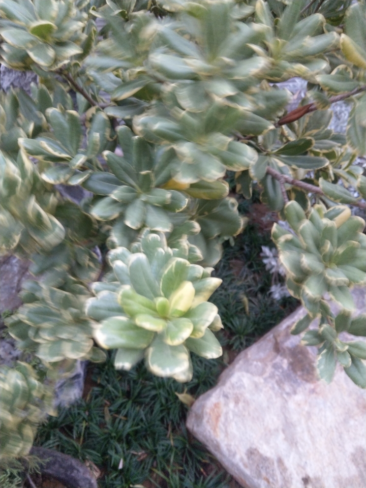 植物名稱