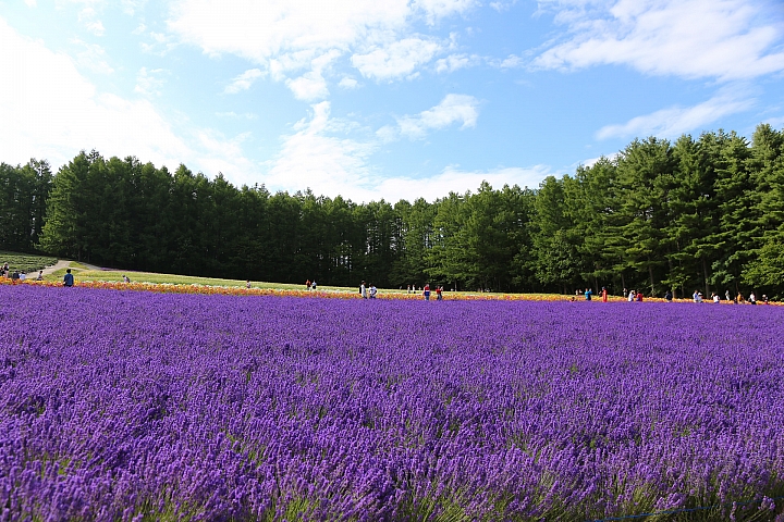 [6D+Osmo Pocket] 夏日北海道自由行Part 3--富良野 田園咖哩飯/富田農場/哈密瓜工房/KUMAGERA