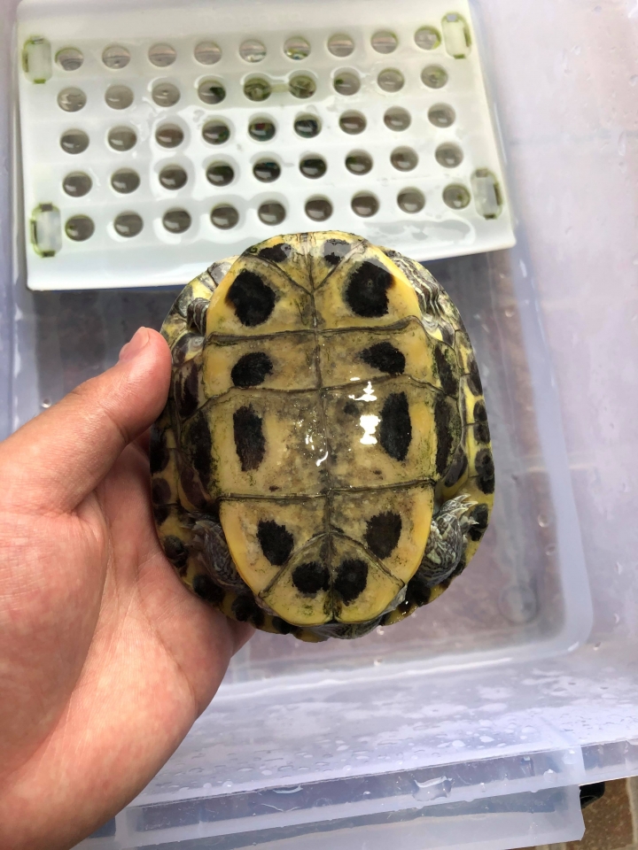 巴西龜龜殼變白
