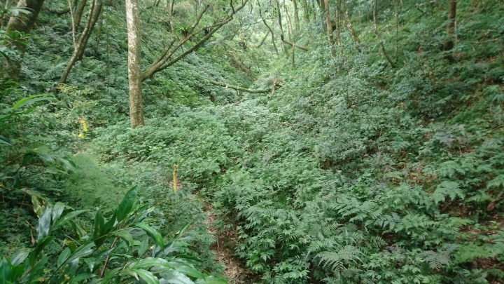 [樂山童盟] [新北烏來] 拔刀爾山步道（保慶宮-拔刀爾山-高腰山-美鹿山)