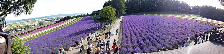 [6D+Osmo Pocket] 夏日北海道自由行Part 3--富良野 田園咖哩飯/富田農場/哈密瓜工房/KUMAGERA