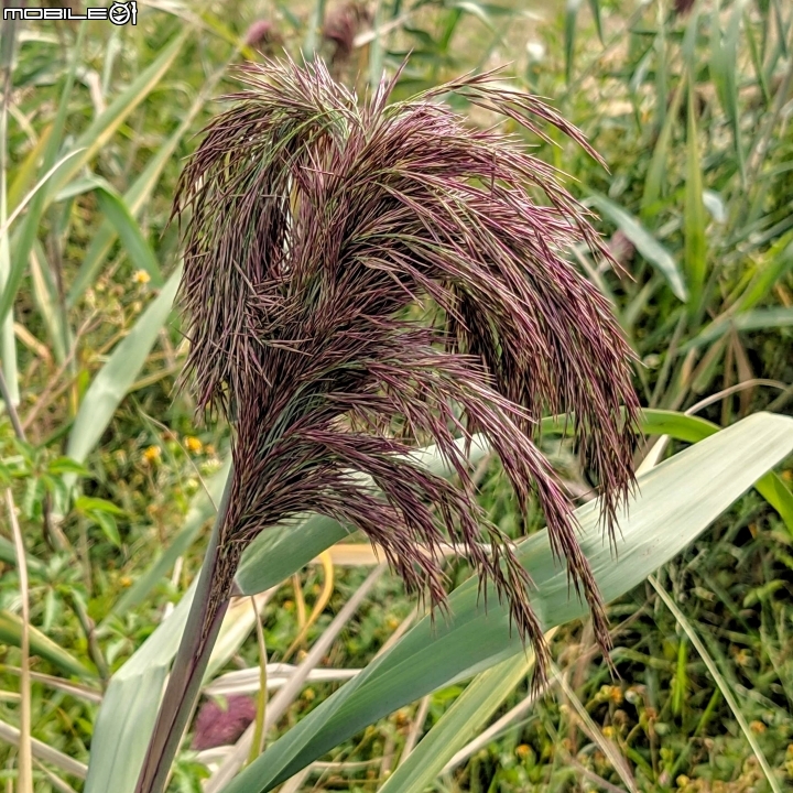 胡麻+玉米 台南市西港區佳里區七股區鄉道 10/26