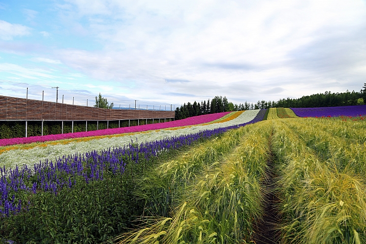 [6D+Osmo Pocket] 夏日北海道自由行Part 3--富良野 田園咖哩飯/富田農場/哈密瓜工房/KUMAGERA