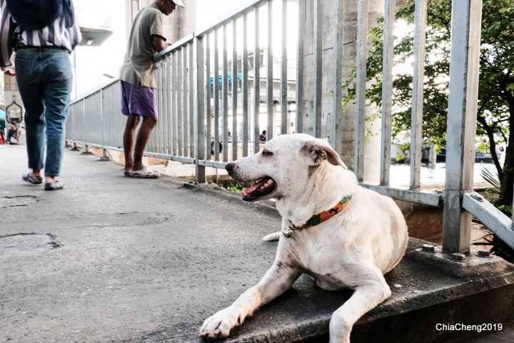 泰國 曼谷初訪 [X-T2] 圖多