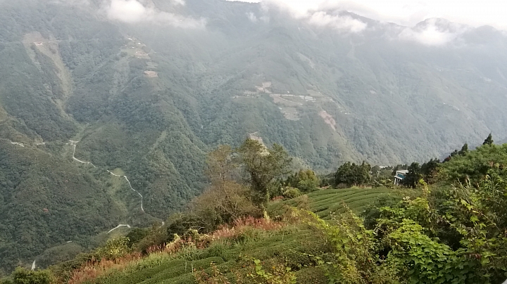 觀霧森林檜木巨木群步道