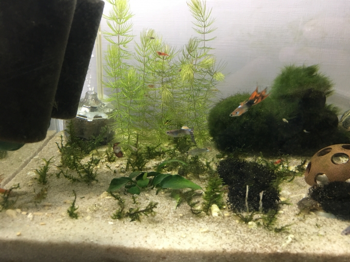 有養極火蝦的高手請益