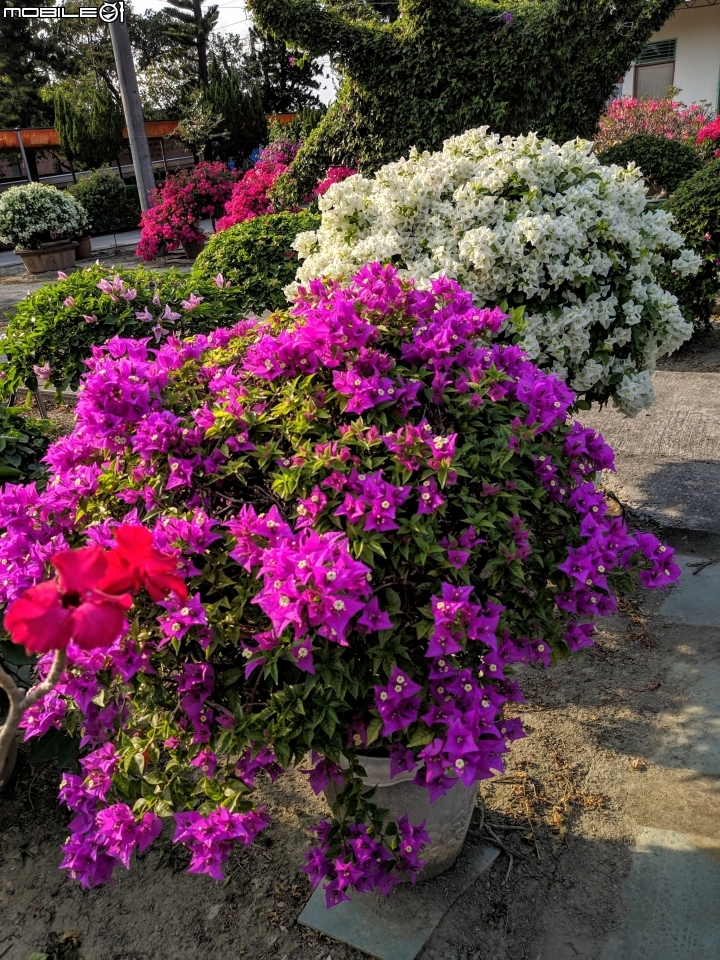 九重葛+皇冠龍舌蘭 台南市佳里區佳福寺 10/19