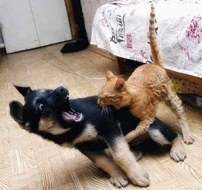 可愛動物圖分享