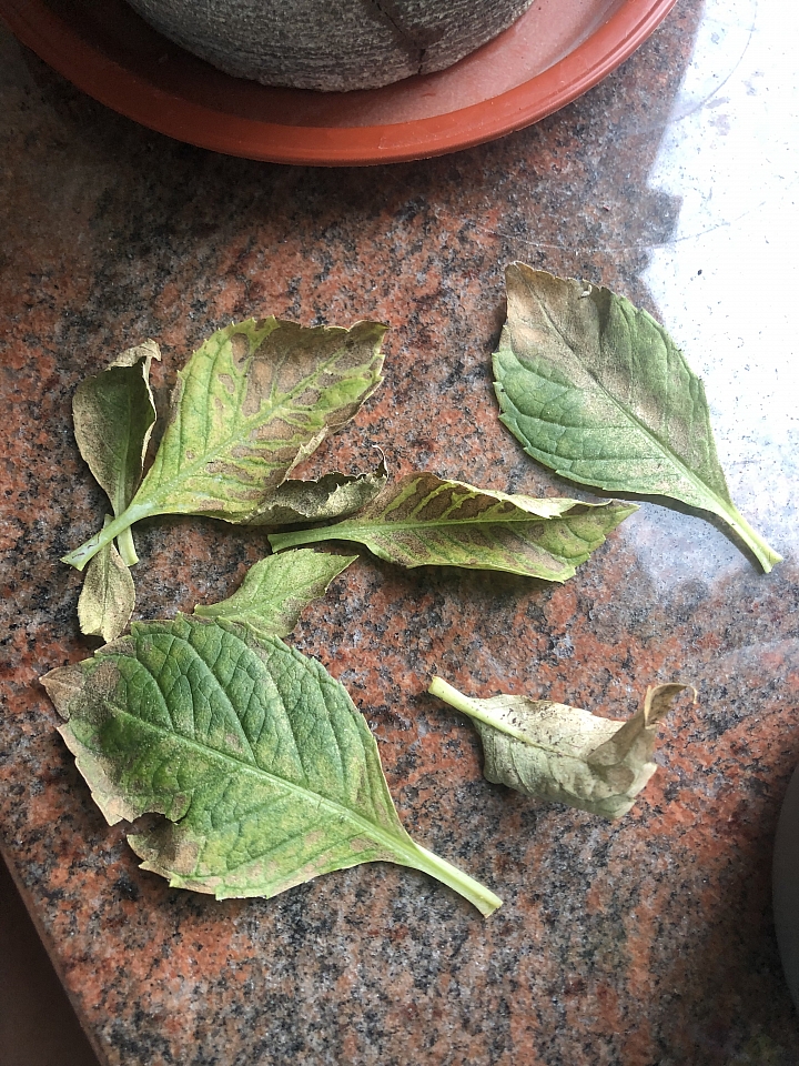 [求救]繡球花出斑葉，枯葉要死了嗎？
