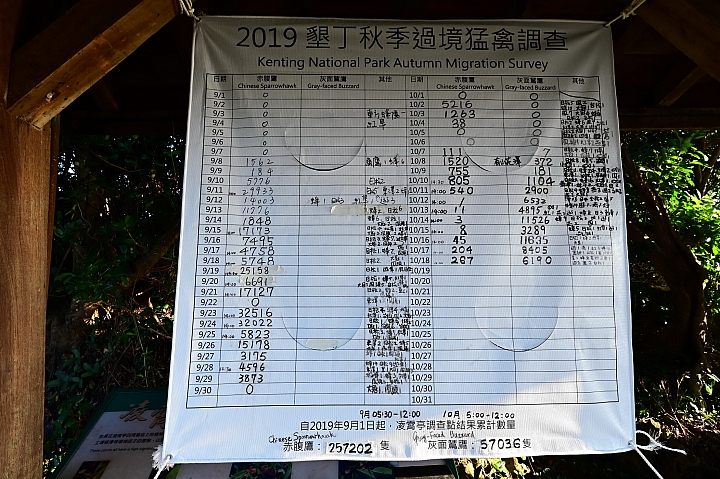 為拍灰面鷲與月亮同框，沒想到竟拍到有「夢幻鷹種」稱號的黑冠鵑隼。