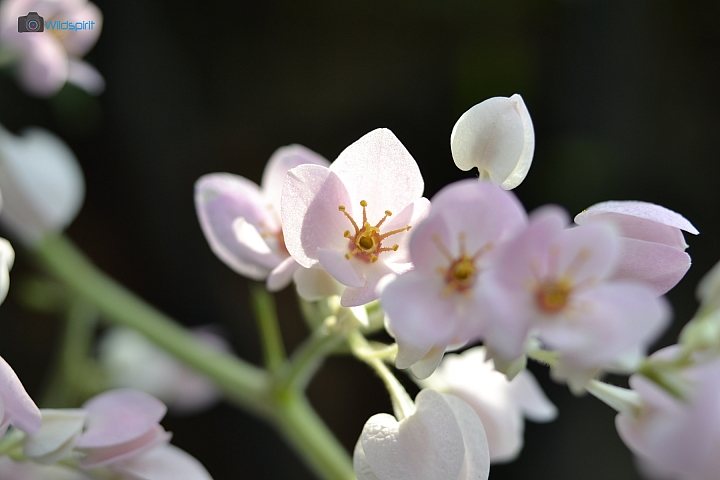 38年小型輕量等焦恆定光圈變焦鏡【TAMRON 35-70mm f3.5 Adaptall-2】