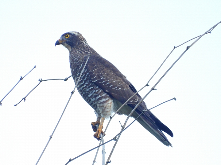 點我看大圖 Z7國慶鳥灰面鷲10月9日開始大量過境滿洲鄉里德村