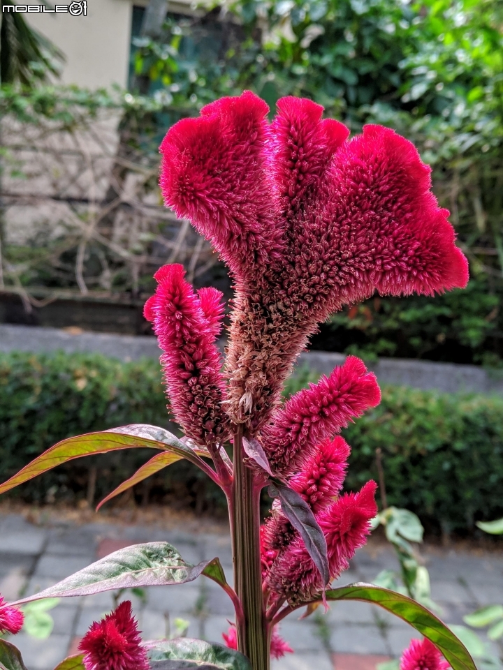 百香果+雞冠花 台南市鹽水區觀光美食城 10/11