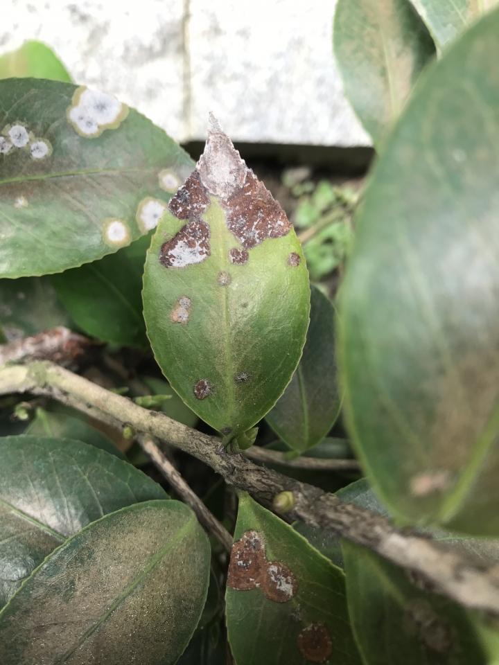 請看看我的桂花與茶花怎麼了？
