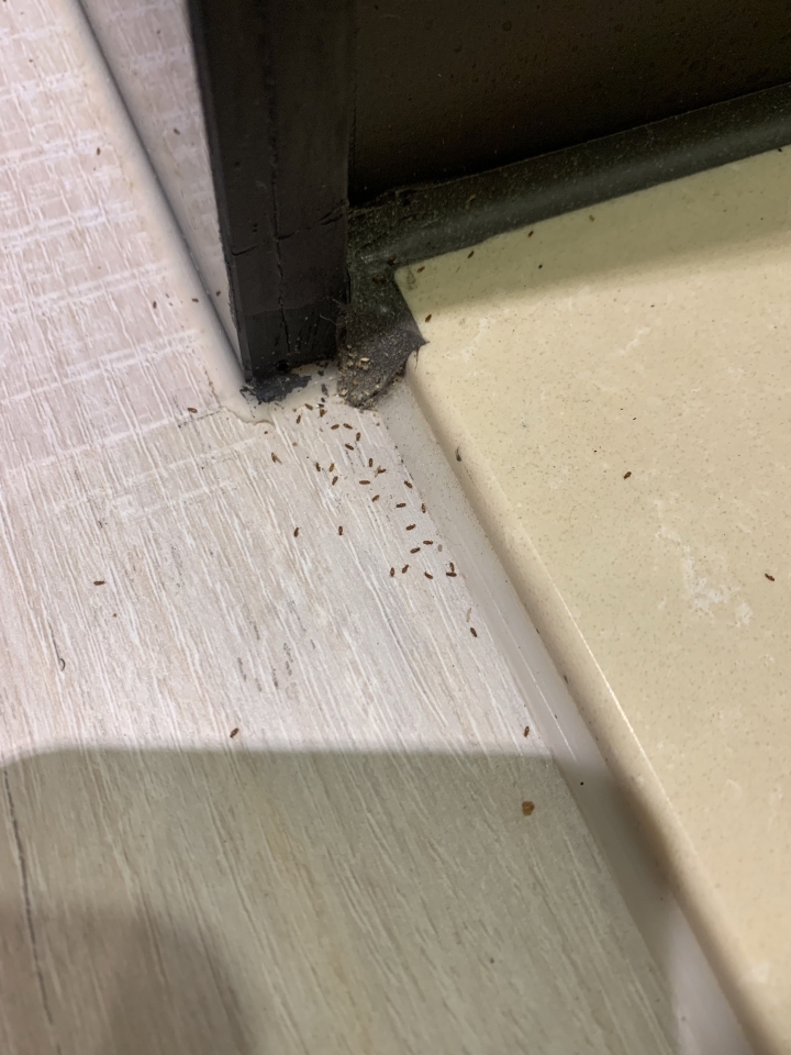 新裝潢屋木頭地板有蟲