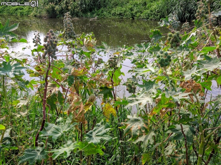 胡麻+玉米 台南市西港區佳里區七股區鄉道 10/26