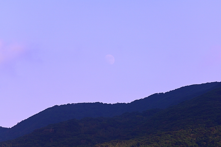 點我看大圖 Z7國慶鳥灰面鷲10月9日開始大量過境滿洲鄉里德村