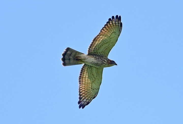 點我看大圖 Z7國慶鳥灰面鷲10月9日開始大量過境滿洲鄉里德村
