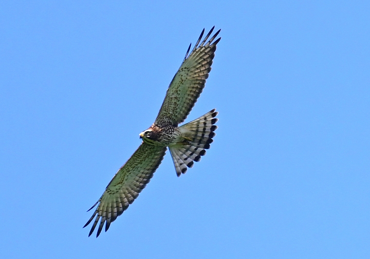 點我看大圖 Z7國慶鳥灰面鷲10月9日開始大量過境滿洲鄉里德村