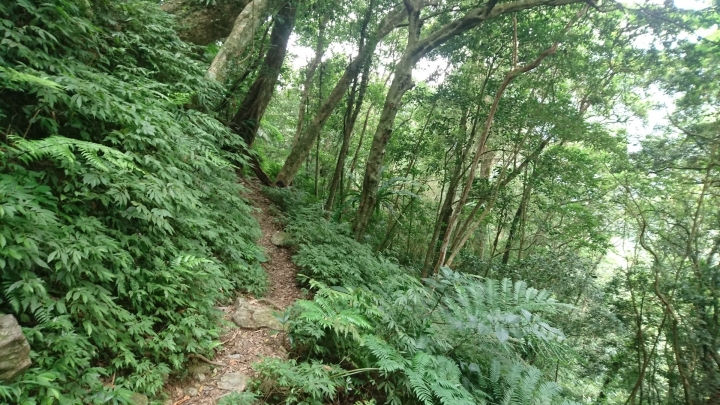 [樂山童盟] [新北烏來] 拔刀爾山步道（保慶宮-拔刀爾山-高腰山-美鹿山)