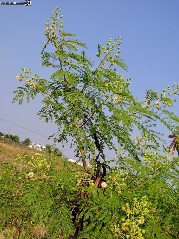 鐵刀木+蘆葦 台南市仁德區二仁溪堤防 10/27