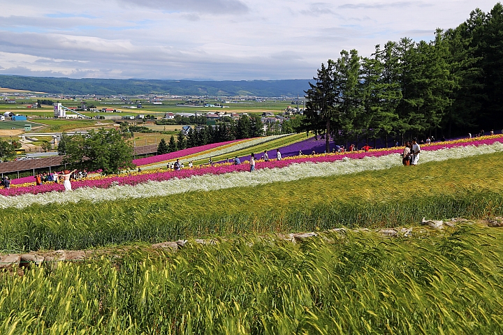 [6D+Osmo Pocket] 夏日北海道自由行Part 3--富良野 田園咖哩飯/富田農場/哈密瓜工房/KUMAGERA