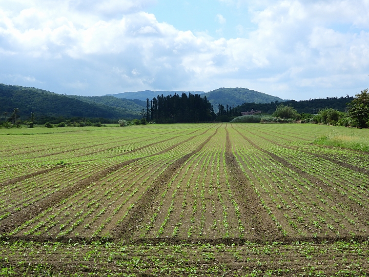 點我看大圖 Z7國慶鳥灰面鷲10月9日開始大量過境滿洲鄉里德村