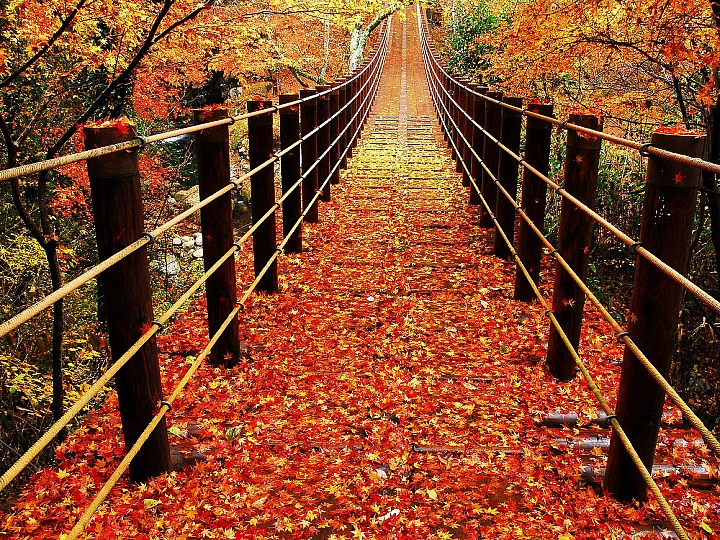 【紅葉特輯】茨城賞楓參考行程