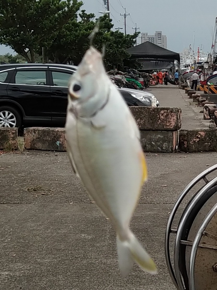 請問一下漁港釣到的魚