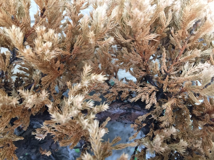請問這樣還有救嗎?