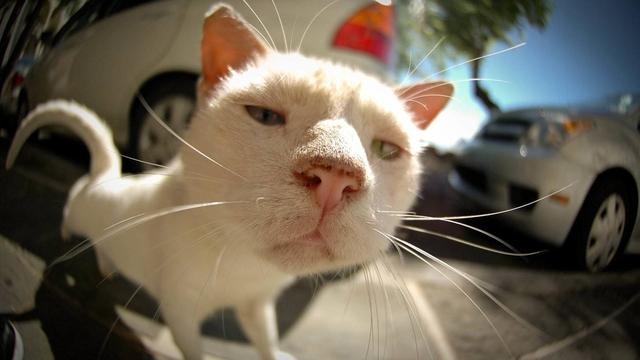 可愛動物圖分享