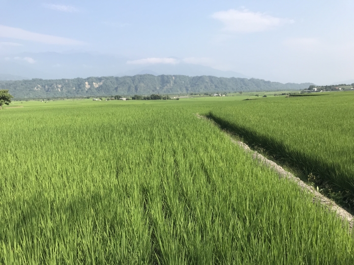 在美麗的稻田中...
