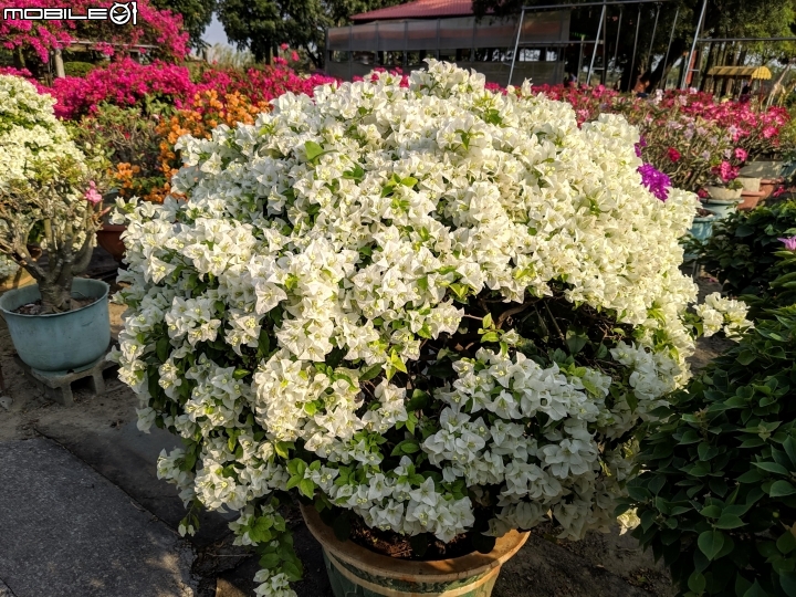 九重葛+皇冠龍舌蘭 台南市佳里區佳福寺 10/19