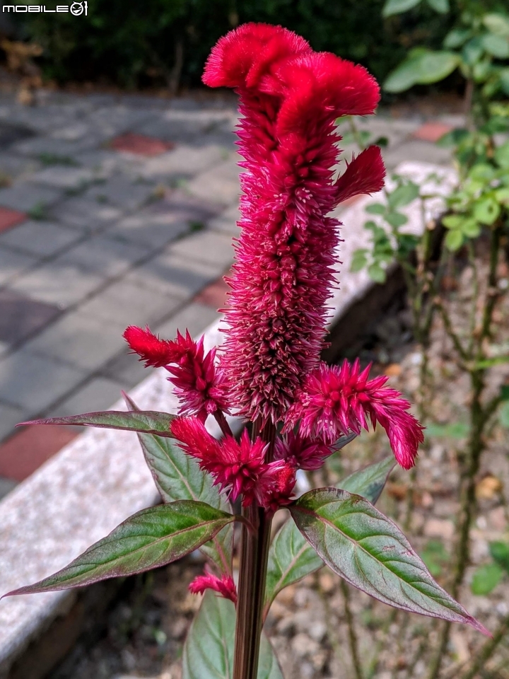 百香果+雞冠花 台南市鹽水區觀光美食城 10/11