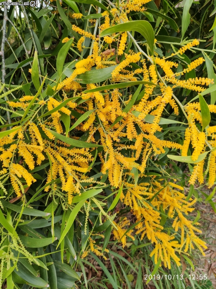 刺葉王蘭+耳莢相思樹 台南市安南區四草大道 10/13