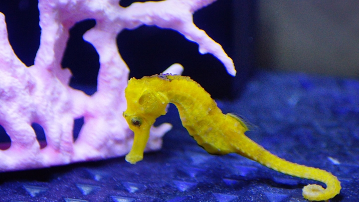 〔水族開箱〕輕鬆養魚缸(智慧排汙魚缸)---海馬飼養篇