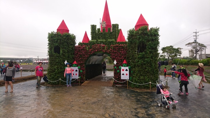 [樂山童盟] [桃園楊梅] 2019桃園仙草花節~紫色地毯閃亮你的眼