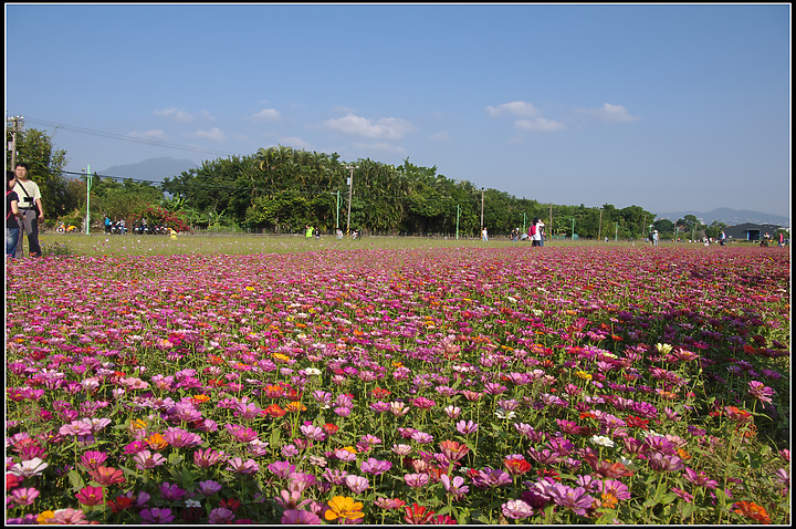 關渡花海