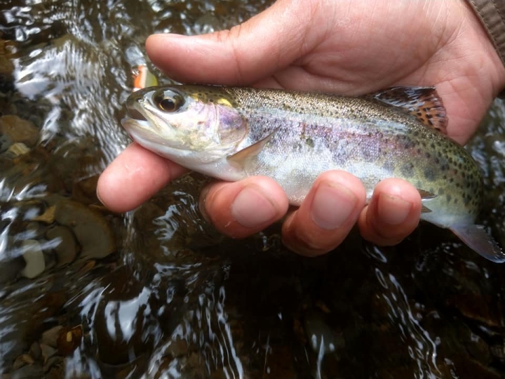 Fishing Traveler (環球釣者) - 感謝日本Huerco職業釣手帶釣 - 巨物狗鮭和粉紅鮭的逆襲、日本雨鱒、彩虹鱒爆釣！- Part 2